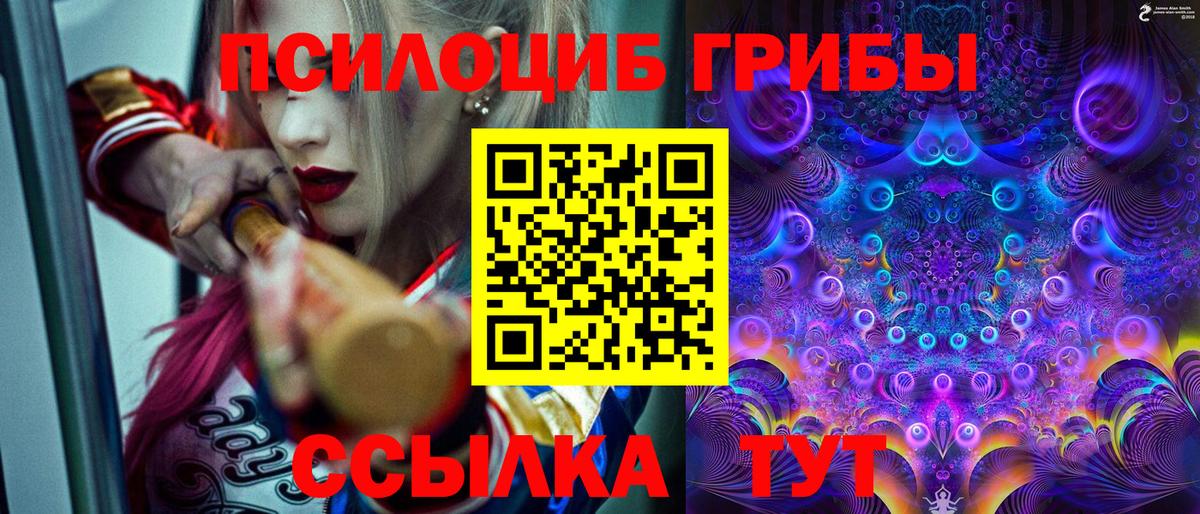 Псилоцибиновые грибы Psilocybine cubensis Дальнегорск